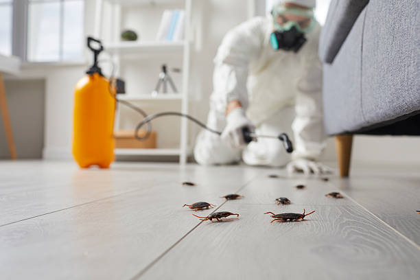 Trusted Rodent Control service in Marysville, CA - Nex Pest Control